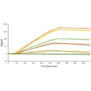 2019-nCoV Spike S1 Protein (Fc and His-Tag)