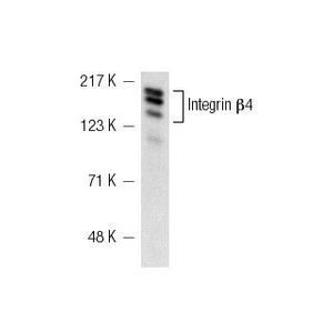 Integrin β4 (G-7)