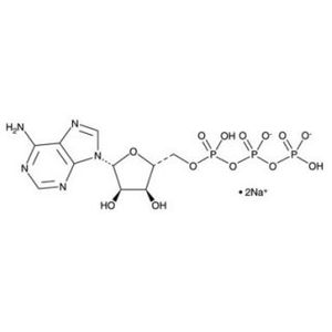 Adenosine 5'-Triphosphate, disodium salt-2