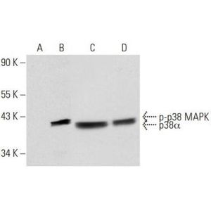 p-p38 MAPK (D-8) FITC