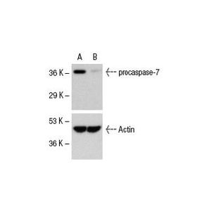 caspase-7 siRNA (h)