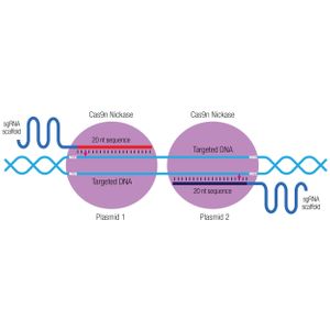 CYP2T4 Double Nickase Plasmid (m)