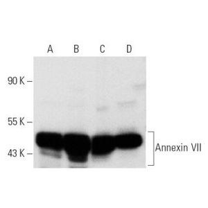 Annexin VII (A-1) Alexa Fluor® 680