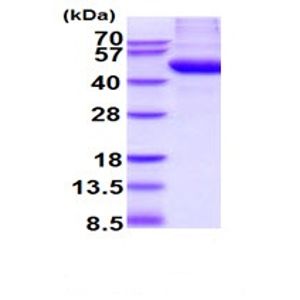Human Complement C5 ELISA Kit(AB125963)
