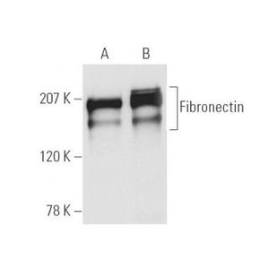 Fibronectin (EP5) HRP