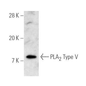 group V PLA2 (3G1) FITC