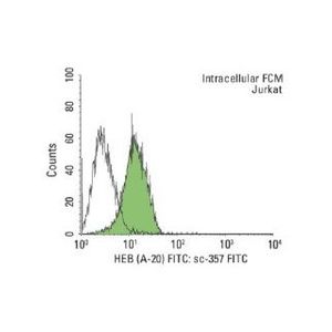 mouse anti-rabbit IgG-FITC