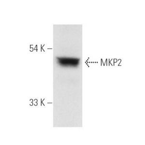 MKP-2 (F-10) Alexa Fluor® 790