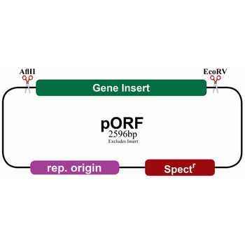 Zfp947 ORF Vector (Mouse) (pORF) | Science Company | Labroots