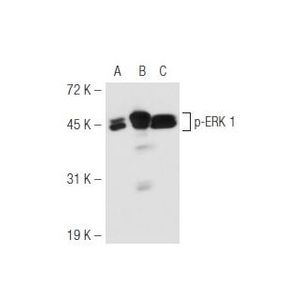 p-ERK (E-4) AC