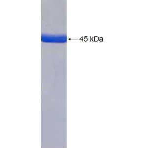 Recombinant Human AK1 protein, GST-tagged