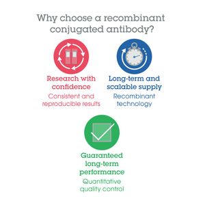 Anti-TSG101 antibody [EPR7130(B)](AB125011)