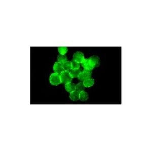 Integrin αV/β5 (P1F76)