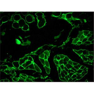 Anti-Laminin antibody