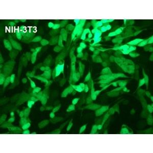 PolyMag -DNA Transfection Reagent