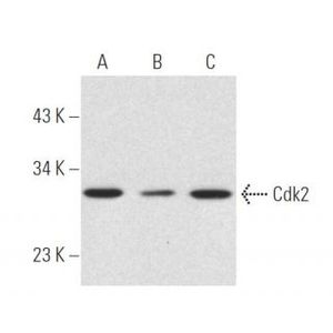 Cdk2 (D-12) AC
