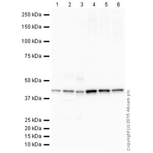 Anti-beta Actin antibody [mAbcam 8226] - Loading Control