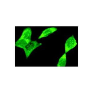 GSK-3α (H-12) Alexa Fluor® 594