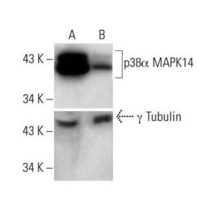 p38 alpha MAPK14 siRNA (h)