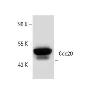 Cdc20 (E-7) FITC