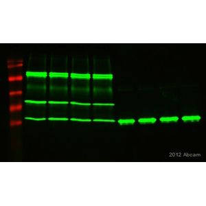 Anti-6X His tag® antibody [HIS.H8]