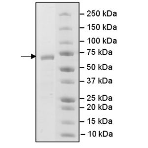 Anti-NeuN antibody - Neuronal Marker(AB104225)