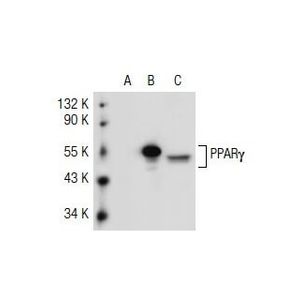 PPARγ (E-8)