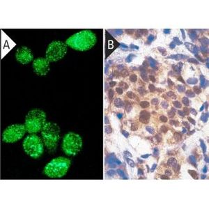 AR (441) Alexa Fluor® 647