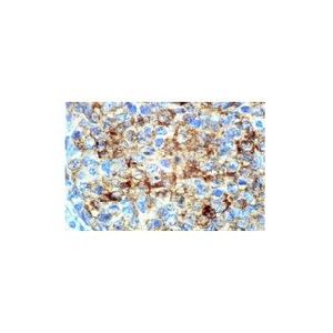 Integrin αM (44) Alexa Fluor® 546