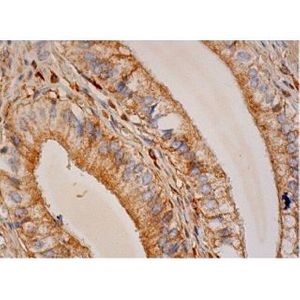 Heme Oxygenase 2 (B-3) Alexa Fluor® 680