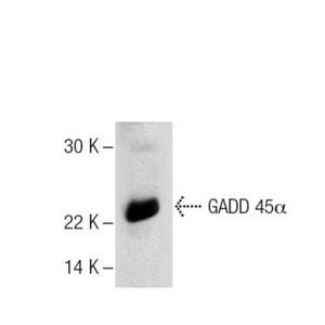 GADD 45α (4T-27) HRP