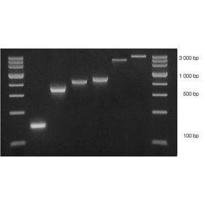 "AccuPOL DNA Polymerase, without Buffer"