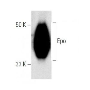 Epo (B-4) Alexa Fluor® 790