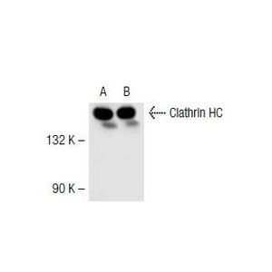 Clathrin HC (TD.1) AC