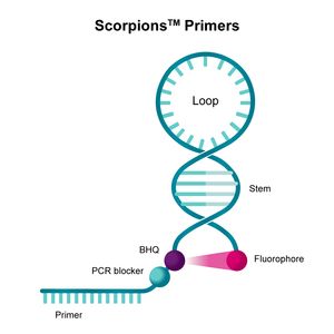 Scorpions™ Primers