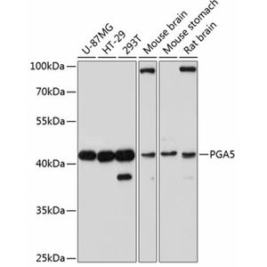 Anti-PGA5 antibody