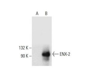 ENX-2 (C-8) | Science Company | Labroots