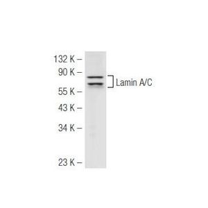 Lamin A/C (636) Alexa Fluor® 594