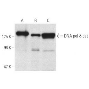 DNA pol δ cat (C-2)