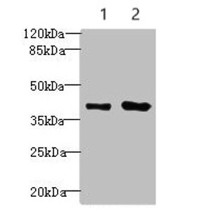 Anti-alpha smooth muscle Actin antibody [1A4] - BSA and Azide free(AB240654)