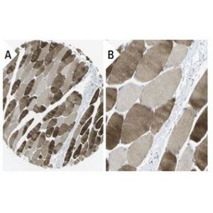 IL-8RA (B-1) Alexa Fluor® 488