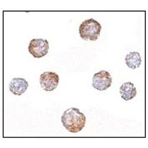 Rabbit IgG ELISA Kit(AB187400)