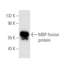 MBP-probe (R29.6) AC