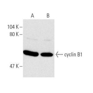 cyclin B1 (GNS1) HRP