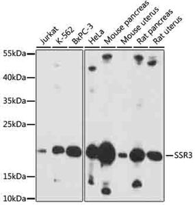 Anti-SSR3 antibody | Science Company | Labroots