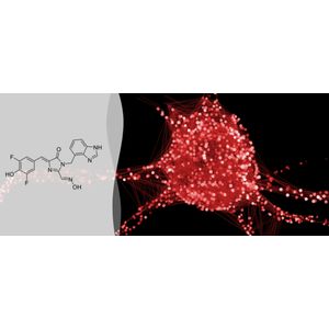 "3,5-difluoro-4-hydroxybenzylidene-imidazolinone-2-oxime-1-benzoimidazole ( OBI )"