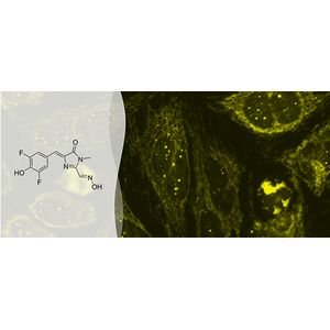 "3,5-difluoro-4-hydroxybenzylidene imidazolinone-2-oxime ( DFHO )"