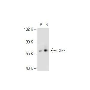 Chk2 (A-11) Alexa Fluor® 546
