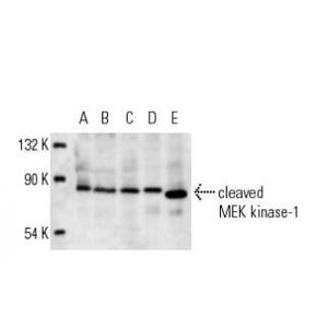 MEK kinase-1 (F-11) HRP