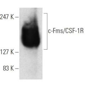 c-Fms/CSF-1R (2-4A5) PE